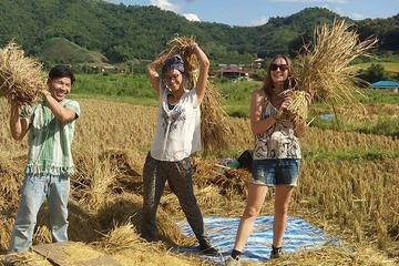 Private Tour: 2-Day Authentic Hill Tribes Tour and Homestay from Chiang Mai
