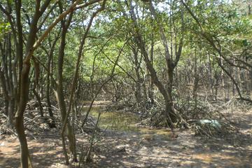 Can Gio Ecologic Day Trip from Ho Chi Minh City