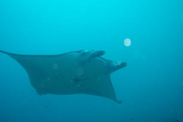 Nusa Penida and Manta Point Day Dive with Bali Diving: Close Encounter With Manta Ray - For Certified Divers Only
