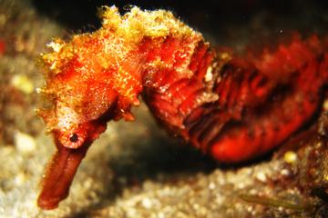 Padang Bai Scuba Diving Tour for Qualified divers with Bali Diving