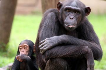 Full-Day Chimp Eden and Botanical Gardens tour from Hazyview