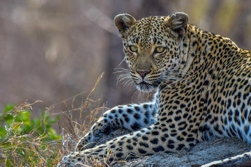 5-Day 4-Nights: Private Kruger National Park tour with 2 guides from Skukuza Airport