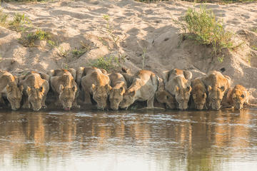 Private Full-Day Guided Safari Tour from Hazyview