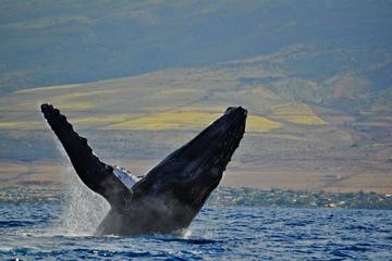 2-Hour Maui Whale Watching Catamaran Cruise
