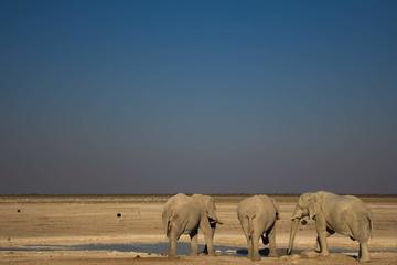 3-Day Etosha National Park Tour from Windhoek