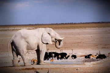 4-Day Etosha And Swakopmund Adventure from Windhoek