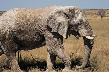 6-Day Dunes and Wildlife Tour from Windhoek