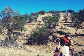 Small-Group Tour: Morning Hike at Daan Viljoen Reserve from Windhoek