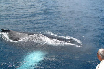 St Lucia Whale and Dolphin Watching Cruise