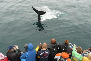 Newfoundland Puffin and Whale Watch Cruise