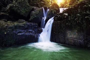El Yunque Rainforest and Bio Bay All-Day Tour