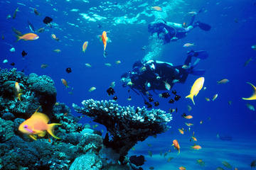 Full Day Diving Tour in the Mediterranean from Side with Lunch