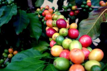Coffee Plantation Tour from San Juan