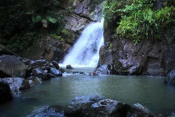 El Yunque Rainforest Guided Hiking with Waterfall Tour