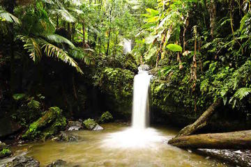 El Yunque Rainforest Hiking Adventure
