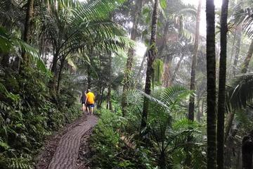 Private Tour of El Yunque National Rainforest