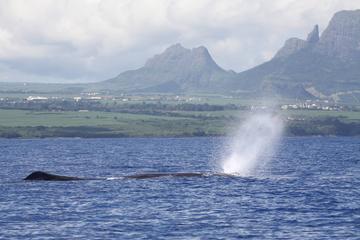 Full-Day Mauritius Marine Discovery Tour with Snorkelling from Grand Riviere Noire