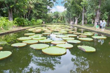Mauritius Private North Day Tour: Botanical Garden - Sugar Museum - Rum Tasting - Port Louis