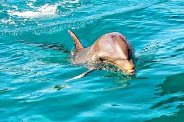 Nature Discovery Tour: Wild Dolphins, Giant Tortoises, Crocodiles and The Wild South