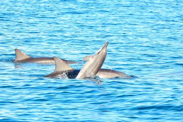 Swim with Wild Dolphins & Benitiers Island With Breakfast, Lunch & Transport