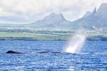 Swim With Wild Dolphins & Whale Watching With Breakfast & Transport