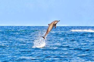 Swim with Wild Dolphins Including Breakfast & Hotel Pickup & Dropoff