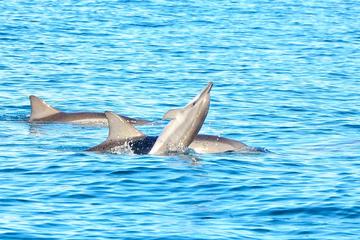 Swim with Wild Dolphins on Benitiers Island: Day Tour from Grand Riviere Noire