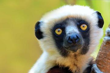 INDRI INDRI: THE ENDEMIC LEMUR  02DAYS- 01 NIGHT IN ANDASIBE
