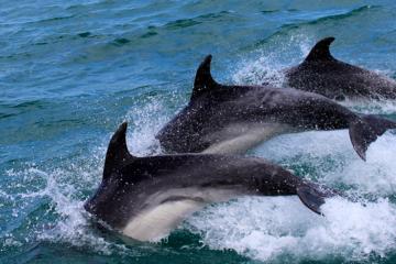 Gibraltar Shore Excursion: Small Group Dolphin Watching Safari