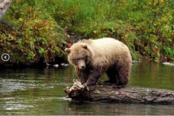 Icy Strait Shore Excursion: We're going on a bear hunt!