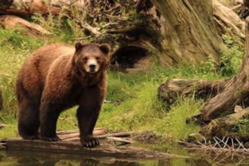 Day Trip Sitka Shore Excursion: Sitka Bears, Raptor Center, and Totem Park Tour near Sitka, Alaska 