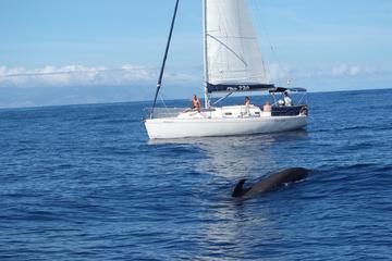 Whale and Dolphin Watching Luxury Sailing Yacht Small Group Charter