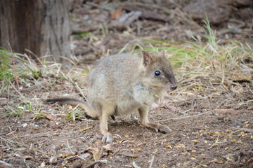 Nocturnal Wildlife Tour from Busselton or Dunsborough