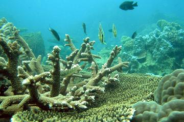 Southern Phu Quoc Island Snorkeling and Fishing Day Trip
