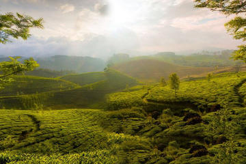 3-Day Private Tour of Tea Valley and Munnar Hill Station from Kochi