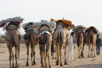 6-Day Private Royal Rajasthan Tour from New Delhi with Desert Camel Safari