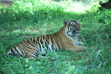 Bannerghatta National Park Private Day Tour with Butterfly Park and Safari from Bangalore