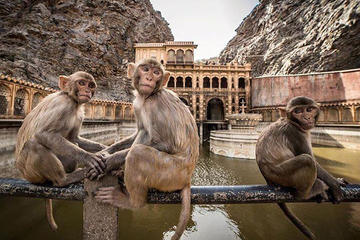 Full day Private Jaipur Tour with Monkey Temple and camel Ride