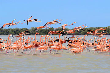 Mini Yucatan 3days 2 nights Chichen Itza Cenote Merida Uxmal Celestun Coba caves from Playa del Carmen