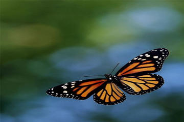 Monarch Butterfly Sanctuary Private Tour from Mexico City