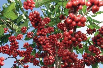 Pluma Hidalgo Private Coffee Tour from Huatulco