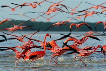 Private Tour: Ek Balam and Pink Flamingoes Sanctuary with Photographer from Cancun, Tulum or Riviera Maya