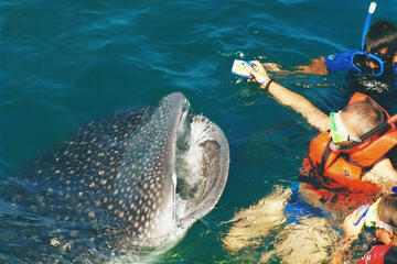 Whale Shark Swim Adventure in Cancun