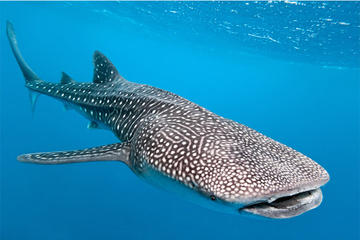 Whale Shark Tour from Tulum