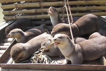 Experience Otter Fishing in 2 Days Tour