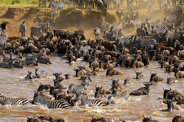 12 Days  Kenya and Tanzania Wildlife Safari