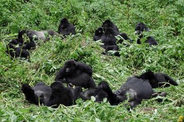 16 Days Uganda and Tanzania Wildlife Safaris
