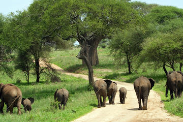 4 Days - Northern Circuit Safari