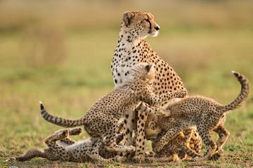 5 Days - Tanzania Wildlife Safari