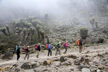 7-Day Mount Kilimanjaro Trek Via Machame Route From Arusha